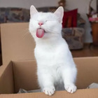 Gato mueca lengua afuera