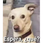 Espera, ¿qué?