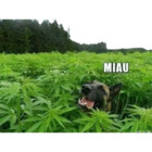 MIAU