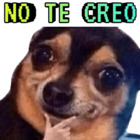 NO TE CREO