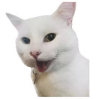 Sticker #257524