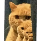 Sticker #277484