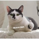 Bueno jaja
