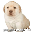 Por eso esperaba