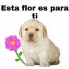 Esta flor es para ti