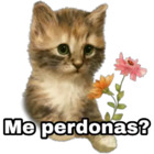 Me perdonas?