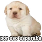 Por eso esperaba