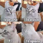 Te analizo, te observo y te ignoro