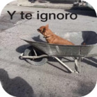 Y te ignoro