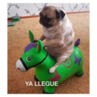 YA LLEGUE