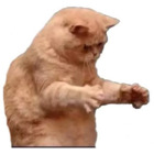 Gato