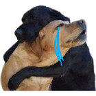 Perros amigos
