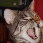 Gato guiño