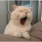 Gato con sueño