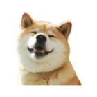 Perro Akita