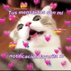 Tus mensajitos son mi notificación favorita :3
