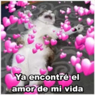 Ya encontre el amor de mi vida