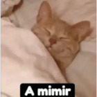 A mimir