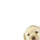 Sticker #412146