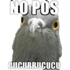 No pos cucurrucucu