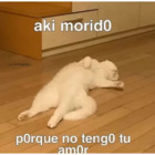 Aki morido porque no tengo amor