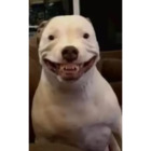 Sticker #482619