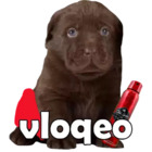 Vlogeo