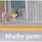 Mucho gusto