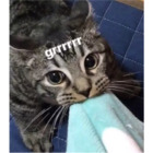Grrrrrr