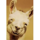 Camello sonrisa