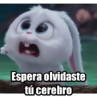 Espera olvidaste tu cerebro