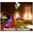Pichula sociable