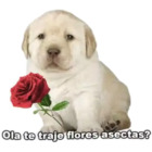 Ola te traje flores aceptas?