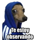 Te estoy observando
