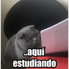 ..aquí estudiando