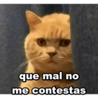 Que mal no me contestas