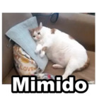 Mimido