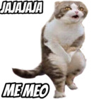 JAJAJAJA  ME MEO