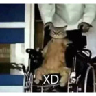XD