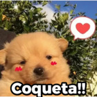 Coqueta!!