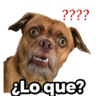 ¿Lo que?
