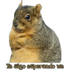 Te sigo esperando we