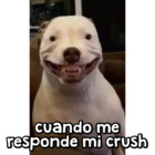 Cuando me responde mi crush