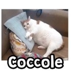 Coccole