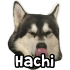 Hachi