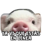 Ya vi que estás en línea