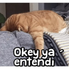 Okey ya entendí