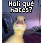 Holi qué haces?