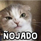 Ñojado