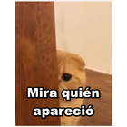 Mira quién apareció